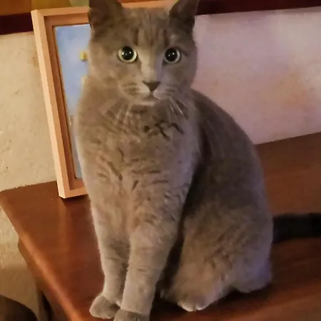 Les D'hotes Chez Alisa Et Daniel 3* Sarlat-la-Caneda